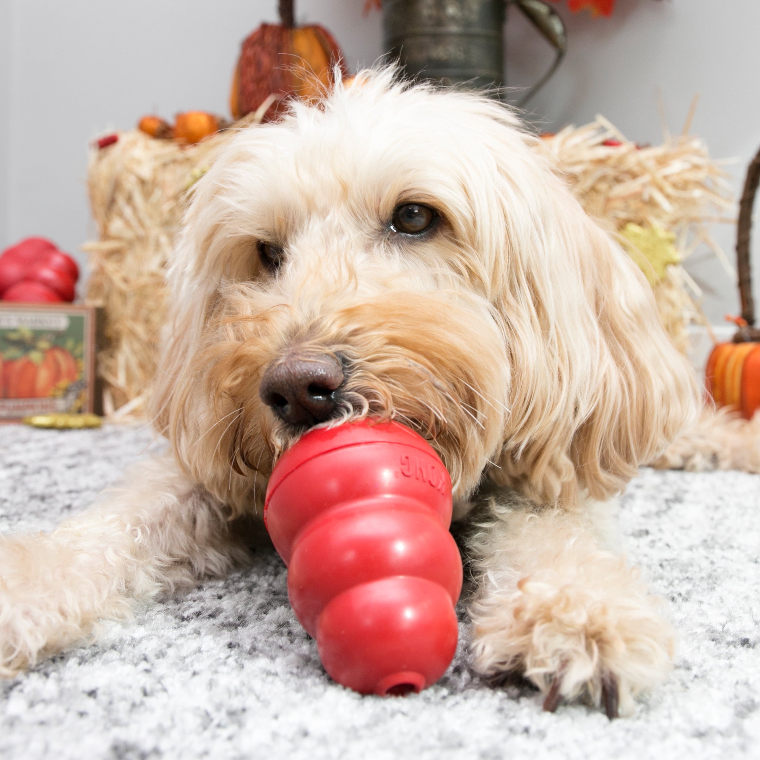 ® Classic Rubber Dog Toy for Average Chewers, Medium, for Dogs between 15-35 Lbs